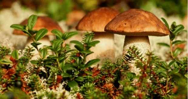 fungus
